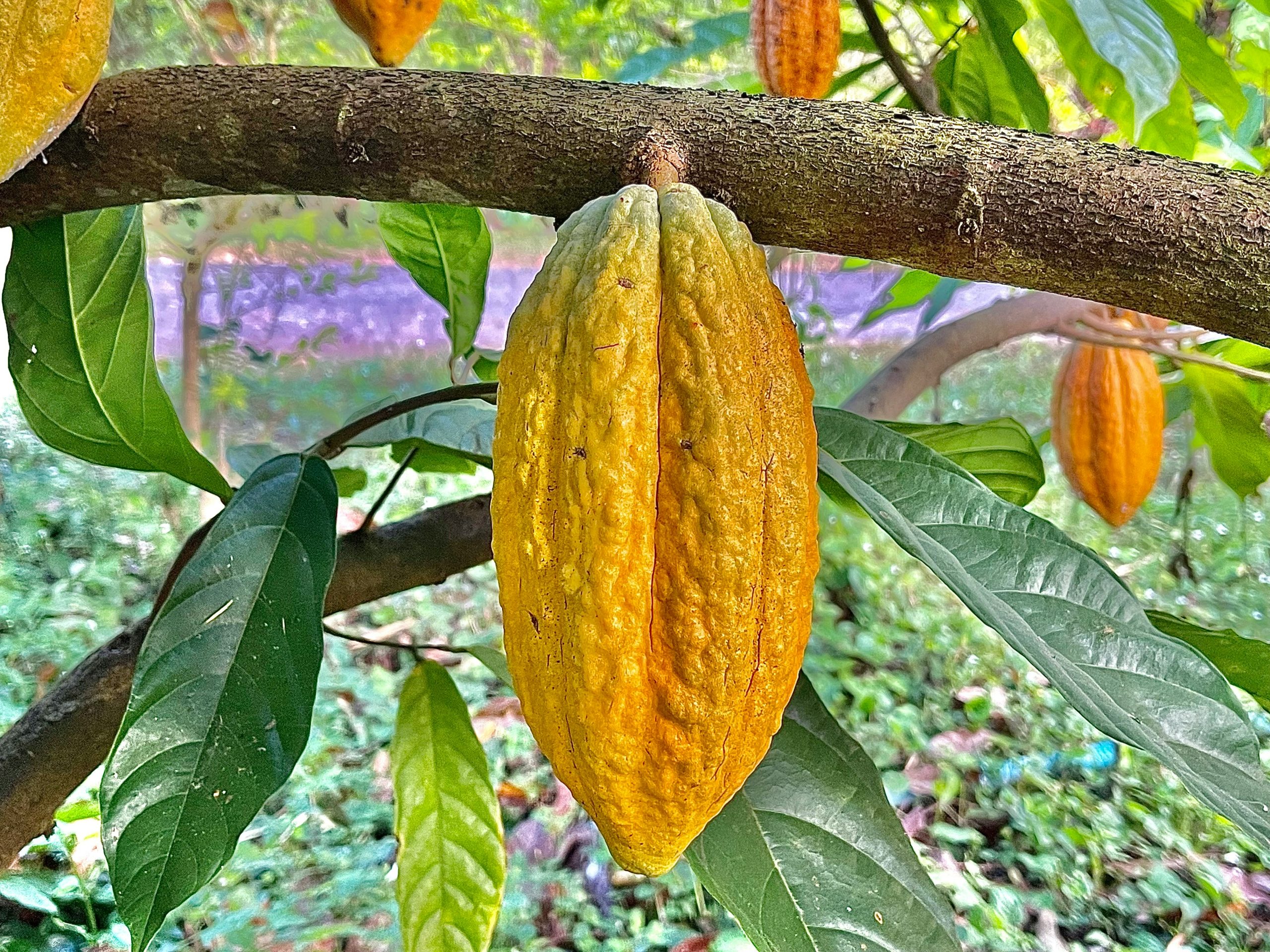Mazorca de cacao madura colgando del árbol en una finca de Los Ríos, Ecuador